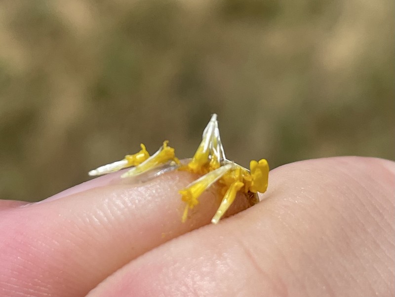 Centromadia parryi subsp. congdonii