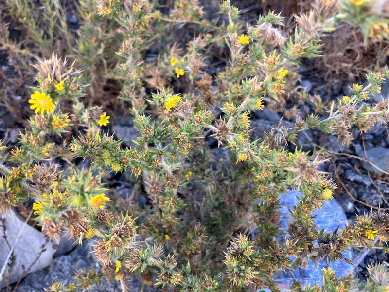 Centromadia parryi subsp. congdonii photo 2