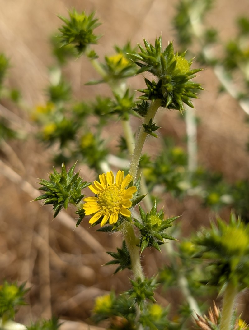 Centromadia parryi subsp. congdonii photo 3