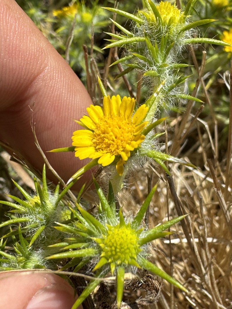 Centromadia parryi subsp. congdonii photo 4