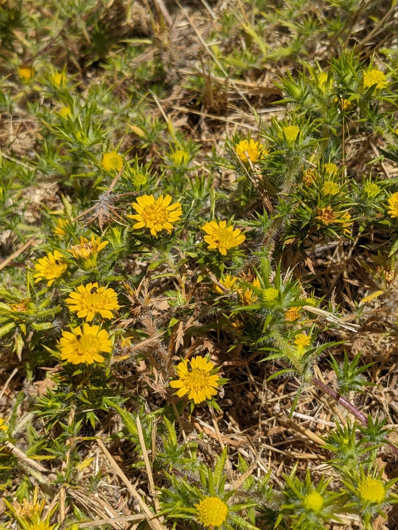 Centromadia parryi subsp. congdonii photo 6