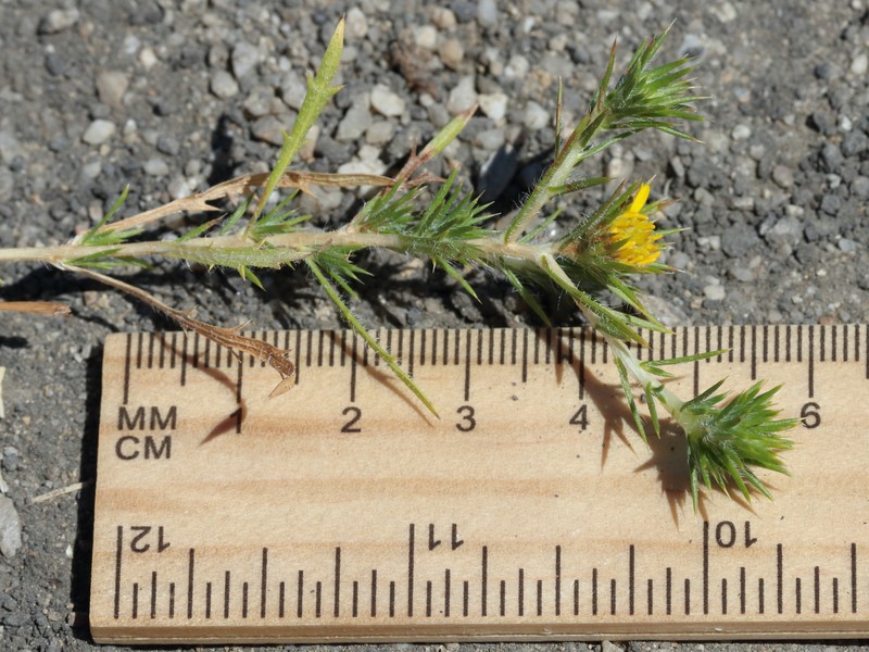 Centromadia parryi subsp. congdonii photo 7