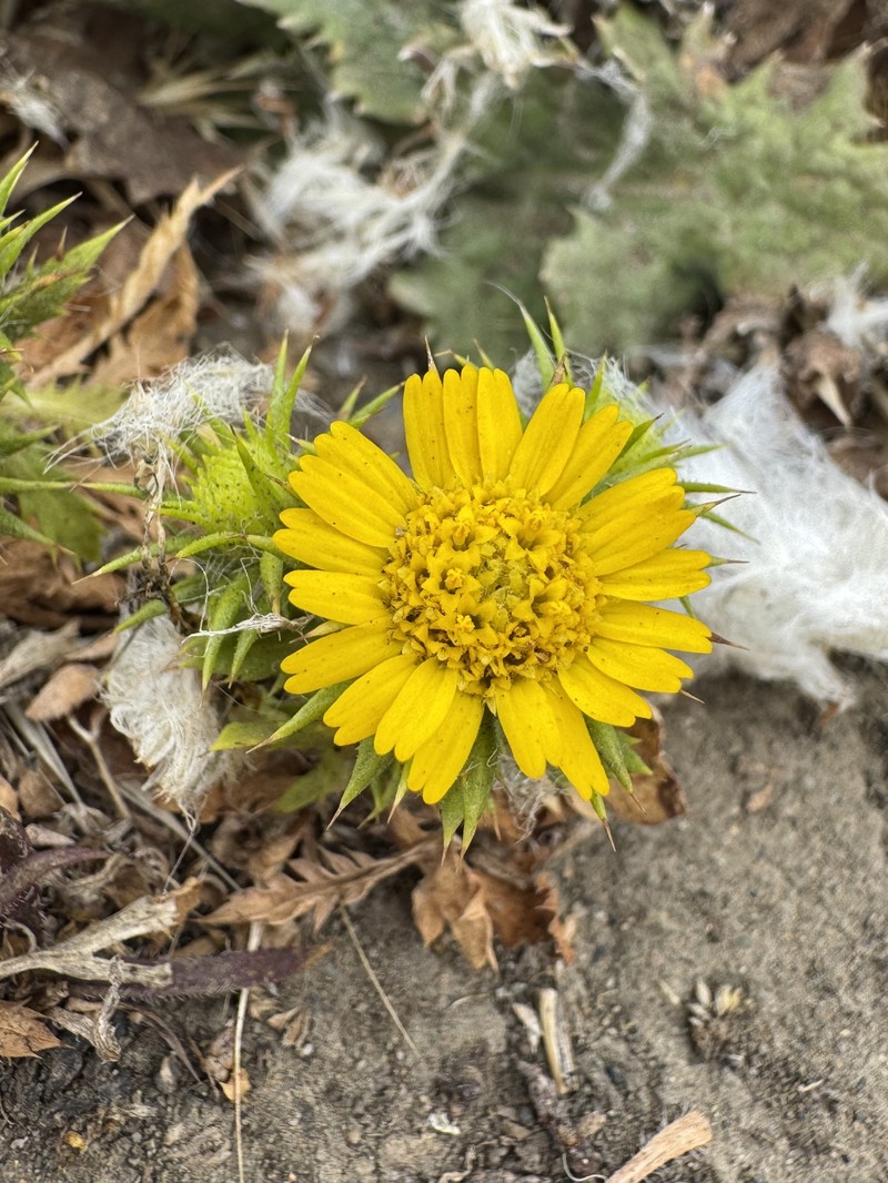Centromadia parryi subsp. parryi
