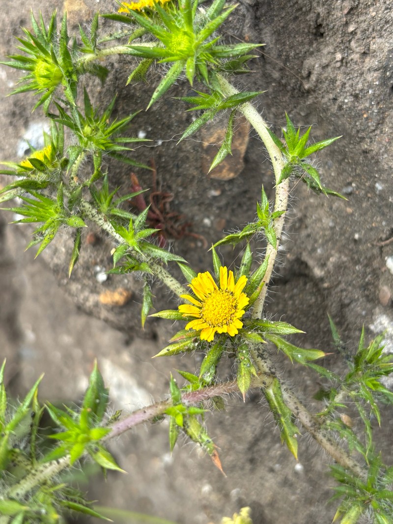 Centromadia parryi subsp. parryi photo 2