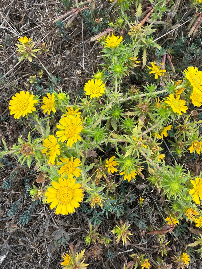 Centromadia parryi subsp. parryi photo 3