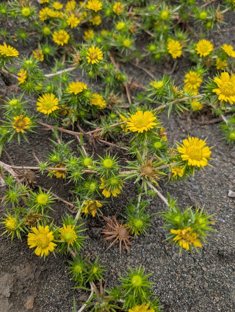 Centromadia parryi subsp. parryi photo 4