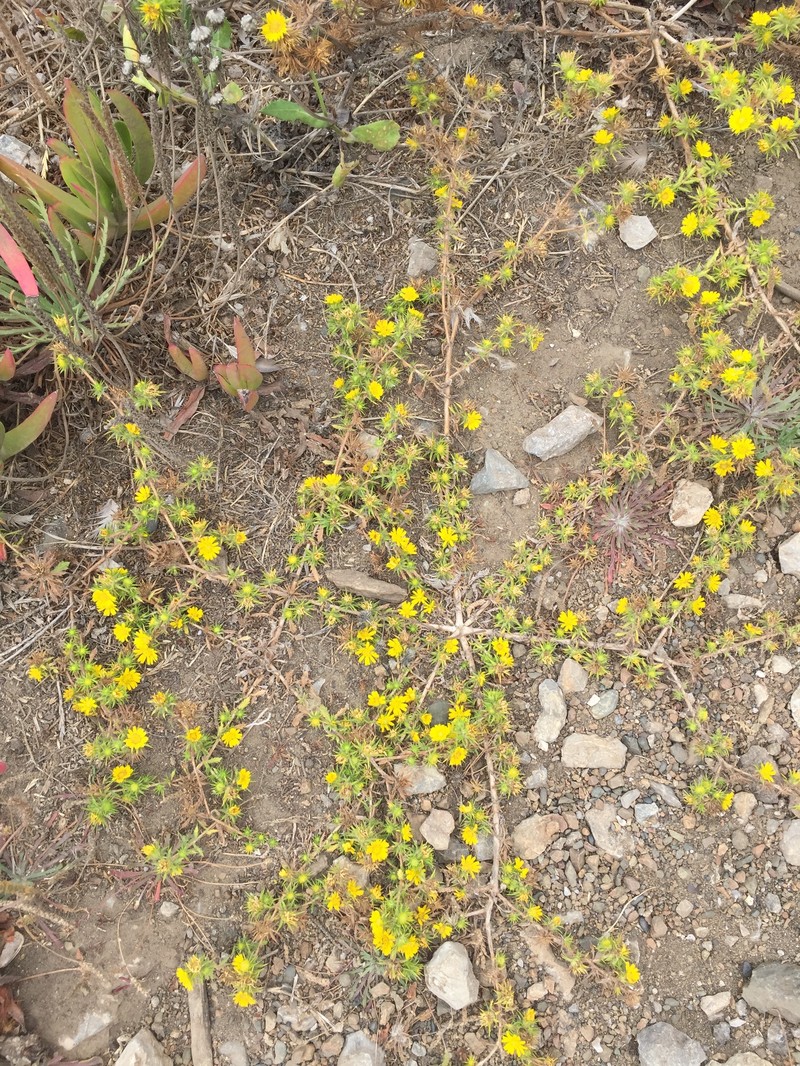 Centromadia parryi subsp. parryi photo 5