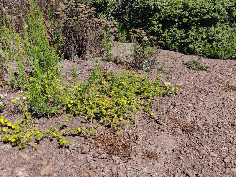 Centromadia parryi subsp. parryi photo 6