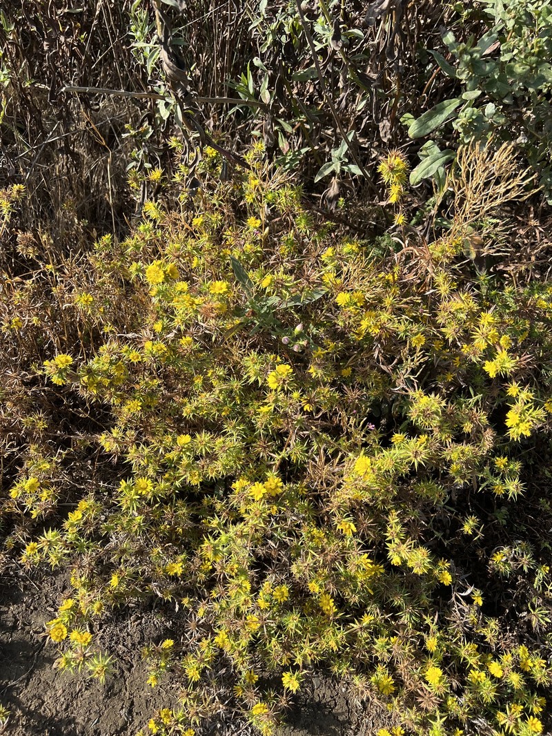 Centromadia parryi subsp. parryi photo 7