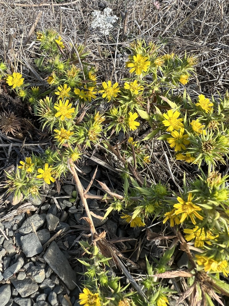 Centromadia parryi subsp. parryi photo 8