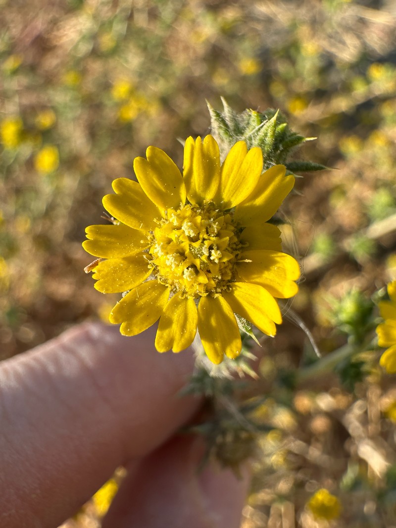 Centromadia parryi subsp. rudis