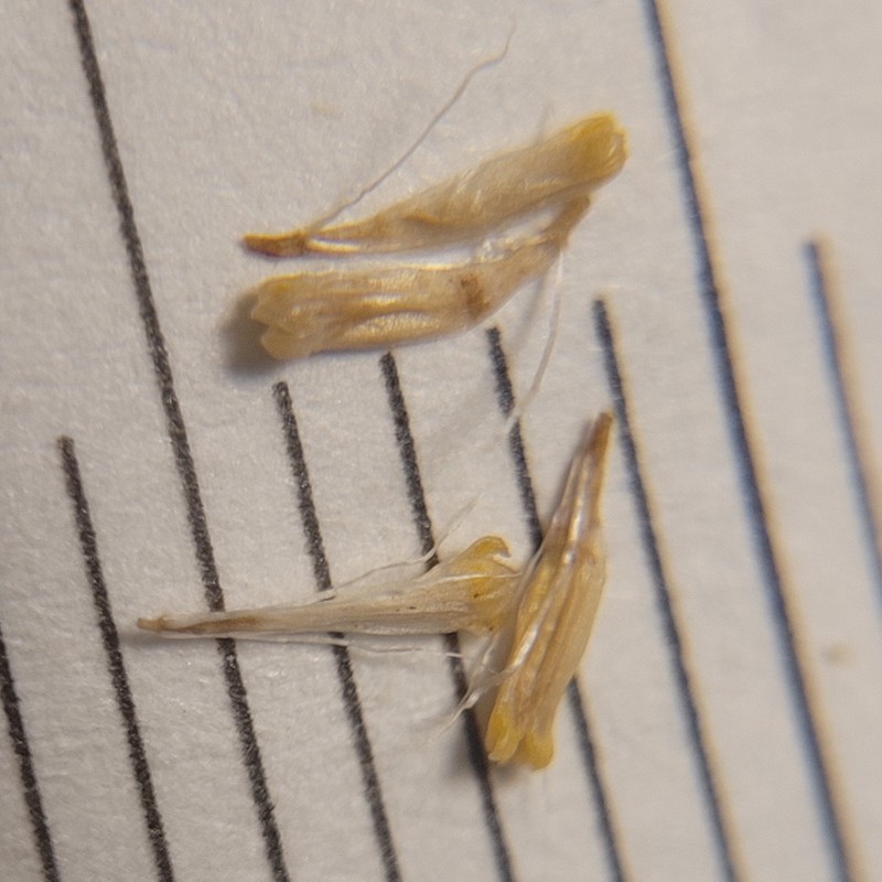 Centromadia parryi subsp. rudis photo 2