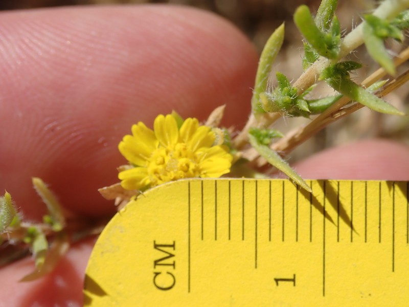 Centromadia parryi subsp. rudis photo 4