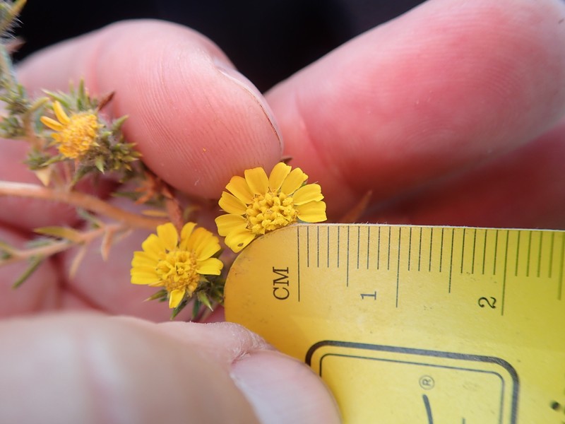 Centromadia parryi subsp. rudis photo 5