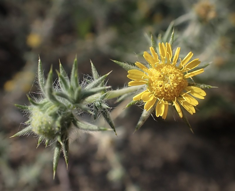 Centromadia parryi subsp. rudis photo 6