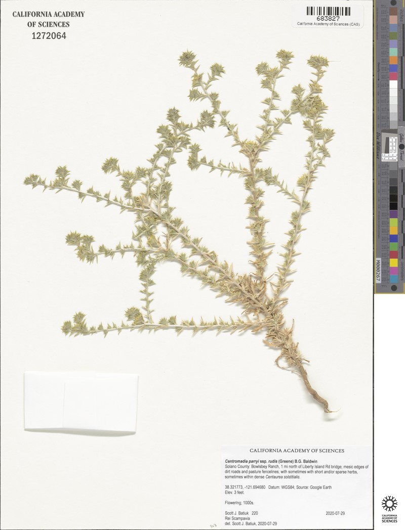 Centromadia parryi subsp. rudis photo 7