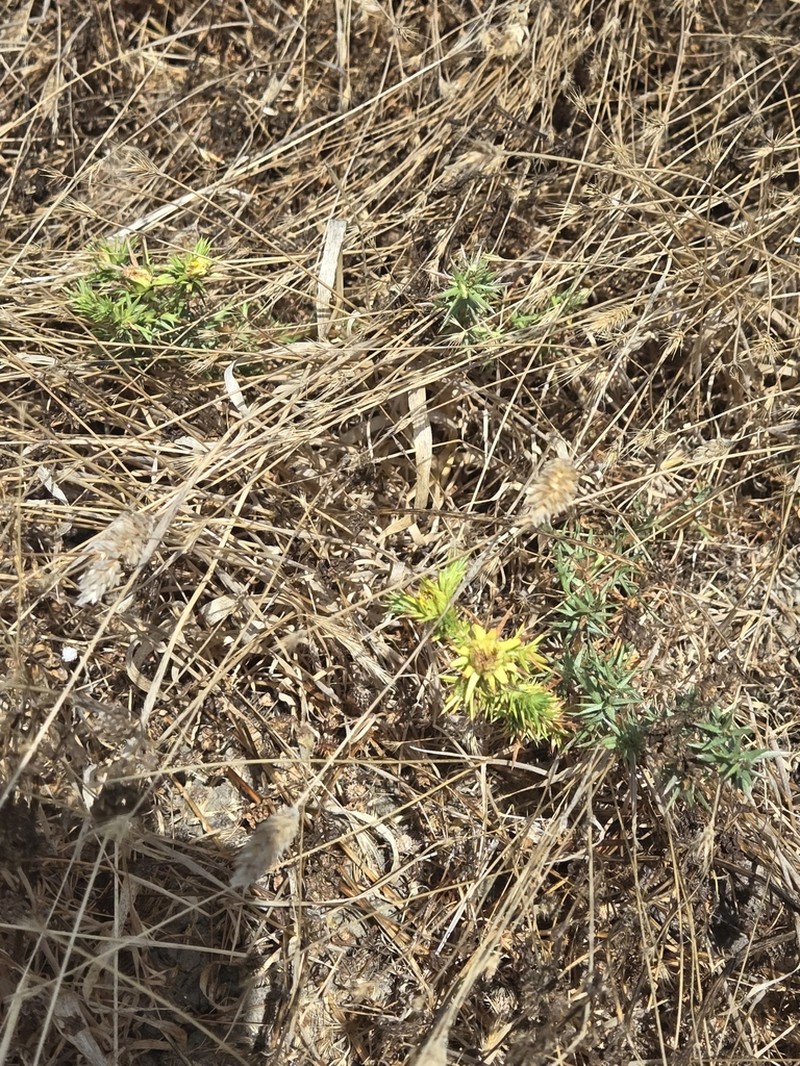 Centromadia perennis
