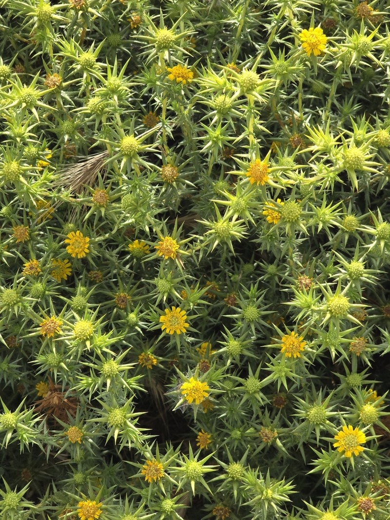 Centromadia perennis photo 2