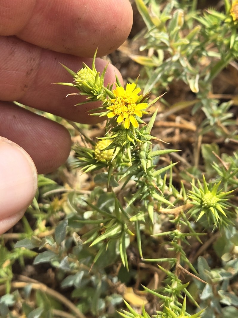 Centromadia perennis photo 3