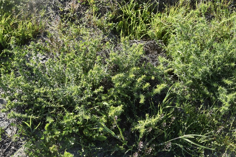 Centromadia perennis photo 4