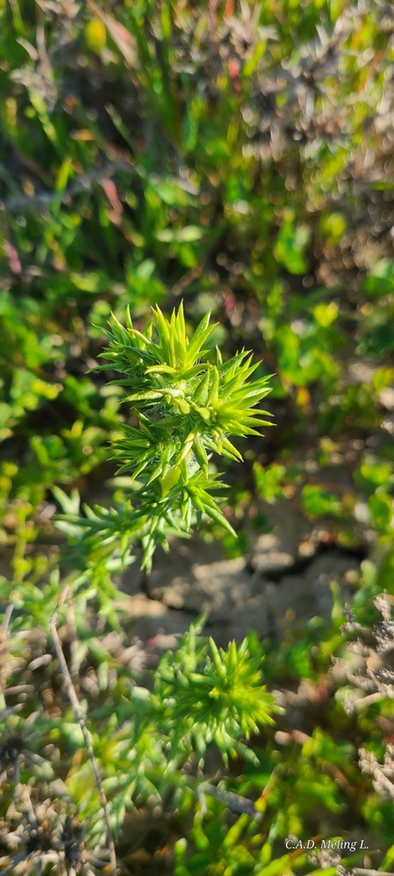 Centromadia perennis photo 5