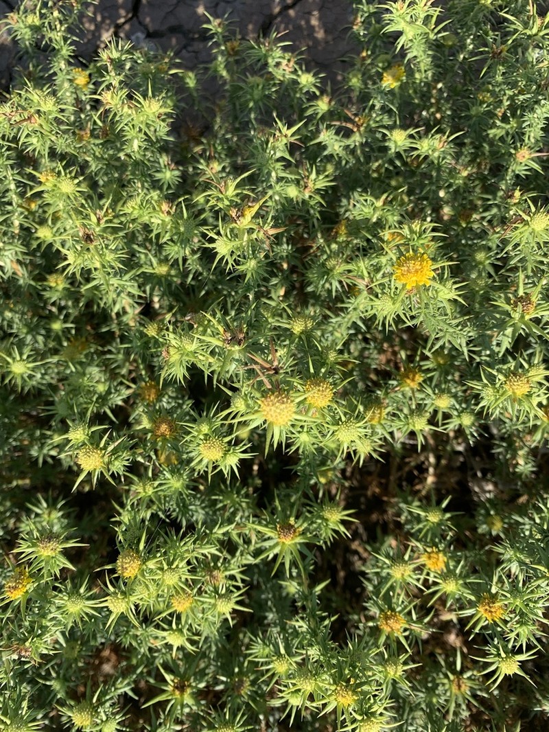 Centromadia perennis photo 7