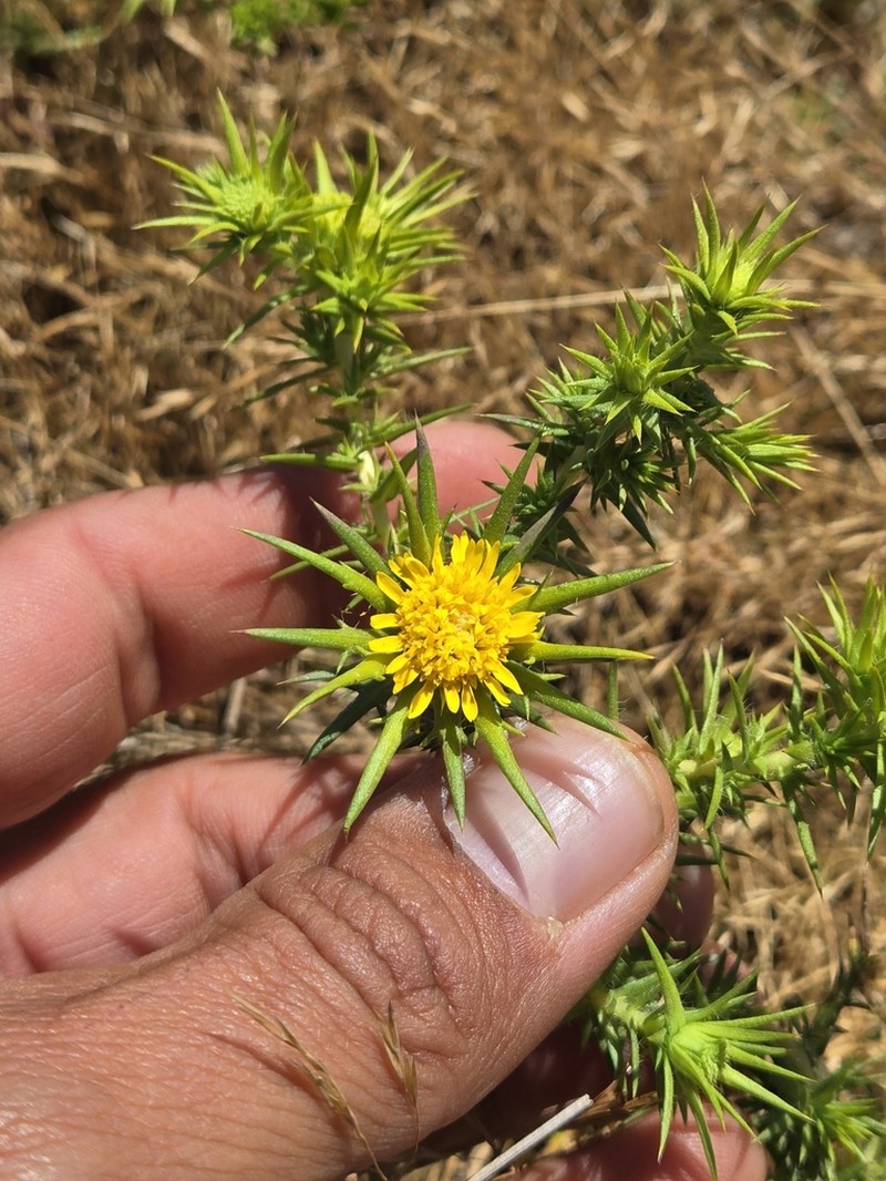 Centromadia perennis photo 8