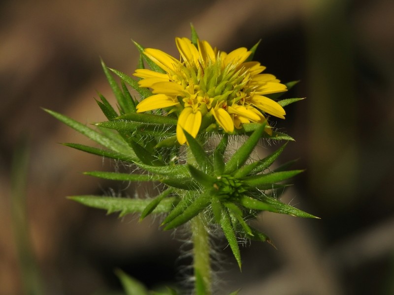 Common Tarweed