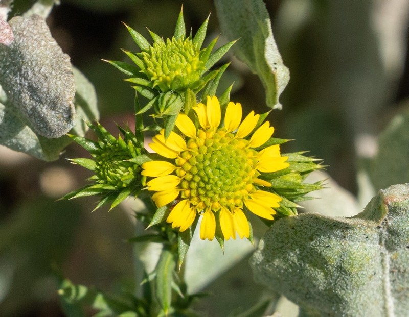 Common Tarweed photo 2
