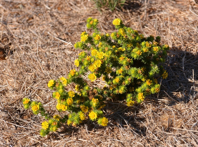 Common Tarweed photo 3