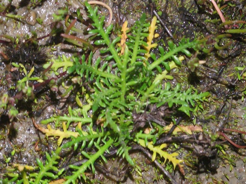 Common Tarweed photo 4