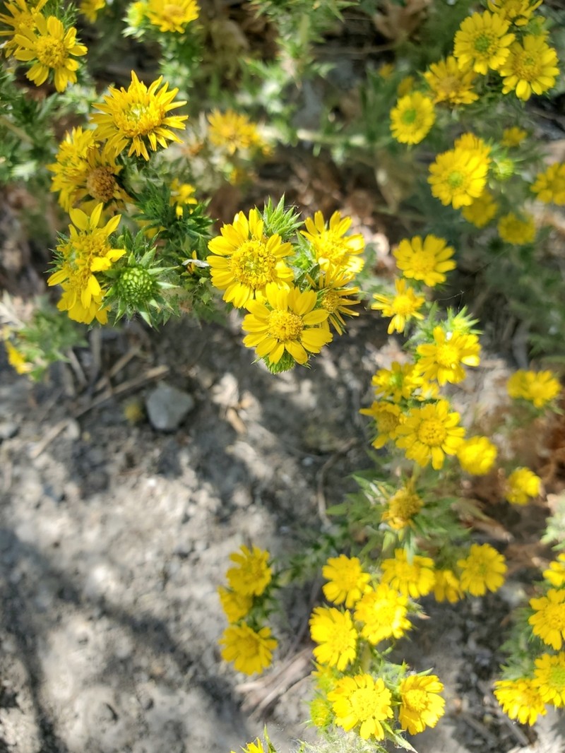 Common Tarweed photo 5