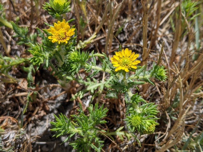 Common Tarweed photo 6