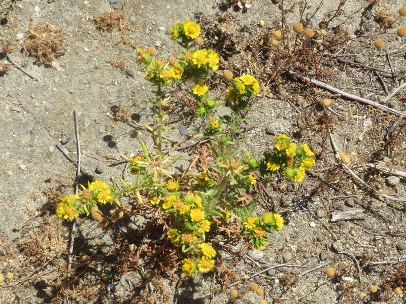 Common Tarweed photo 7