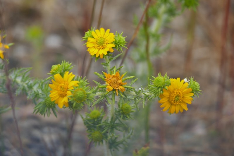 Common Tarweed photo 8
