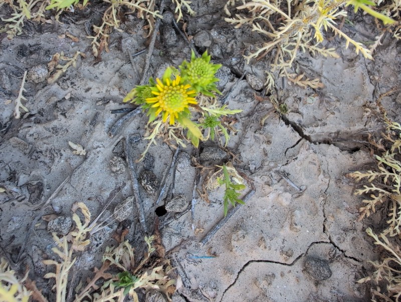 Centromadia pungens subsp. laevis