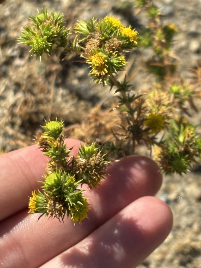 Centromadia pungens subsp. laevis photo 2