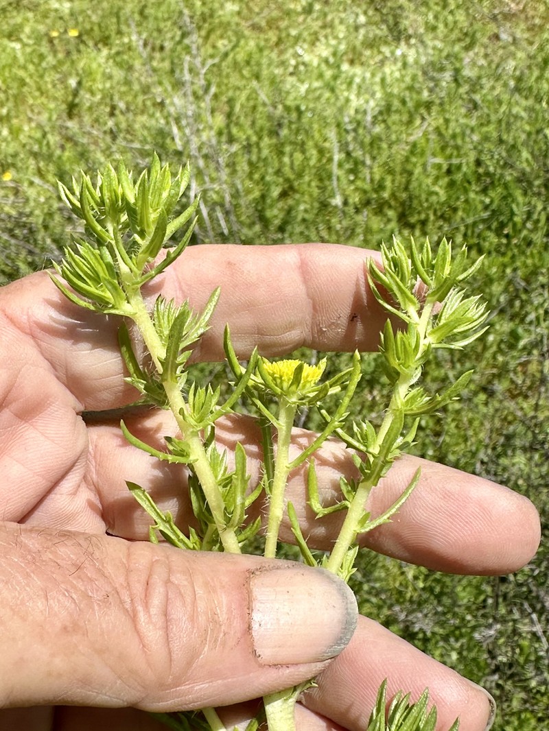 Centromadia pungens subsp. laevis photo 3