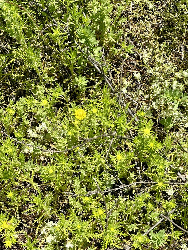 Centromadia pungens subsp. laevis photo 4