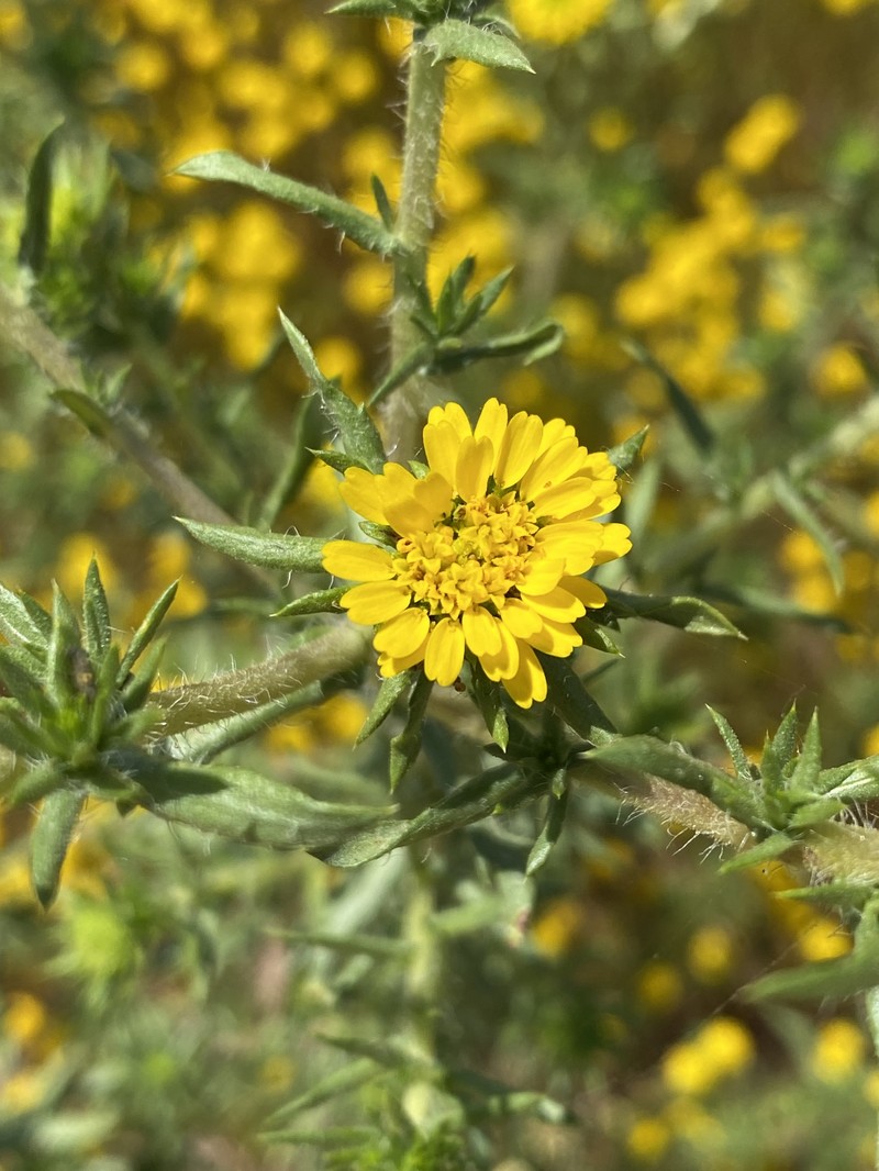 Centromadia pungens subsp. laevis photo 5