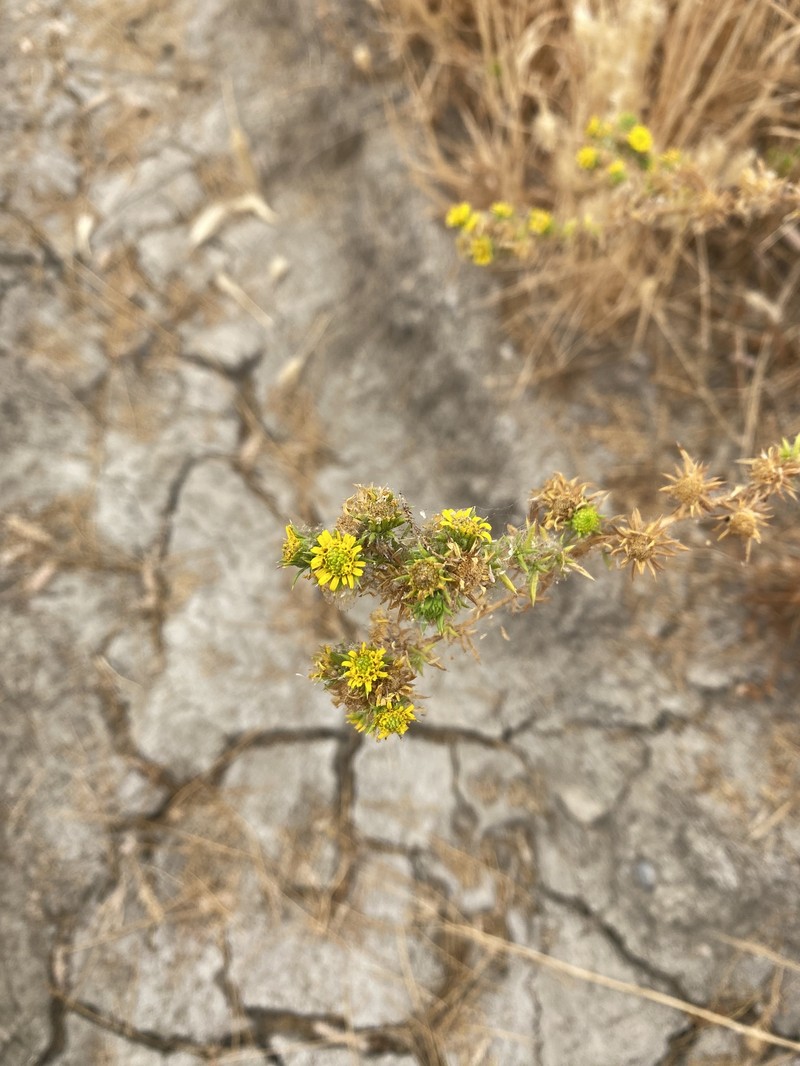 Centromadia pungens subsp. laevis photo 6
