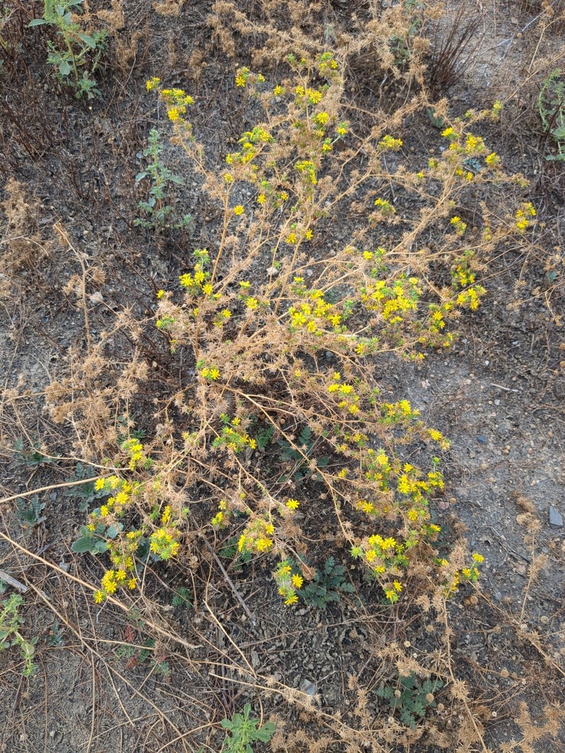 Centromadia pungens subsp. laevis photo 7