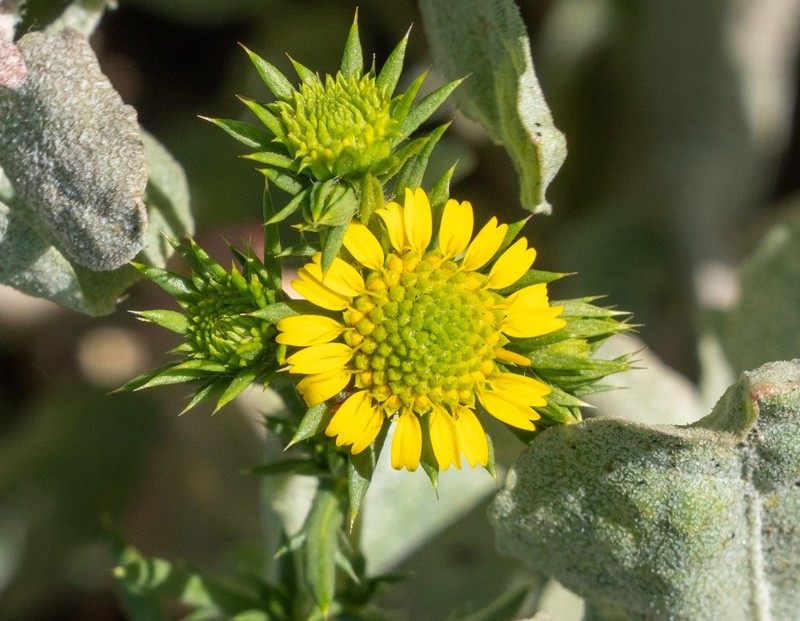 Centromadia pungens subsp. laevis photo 8