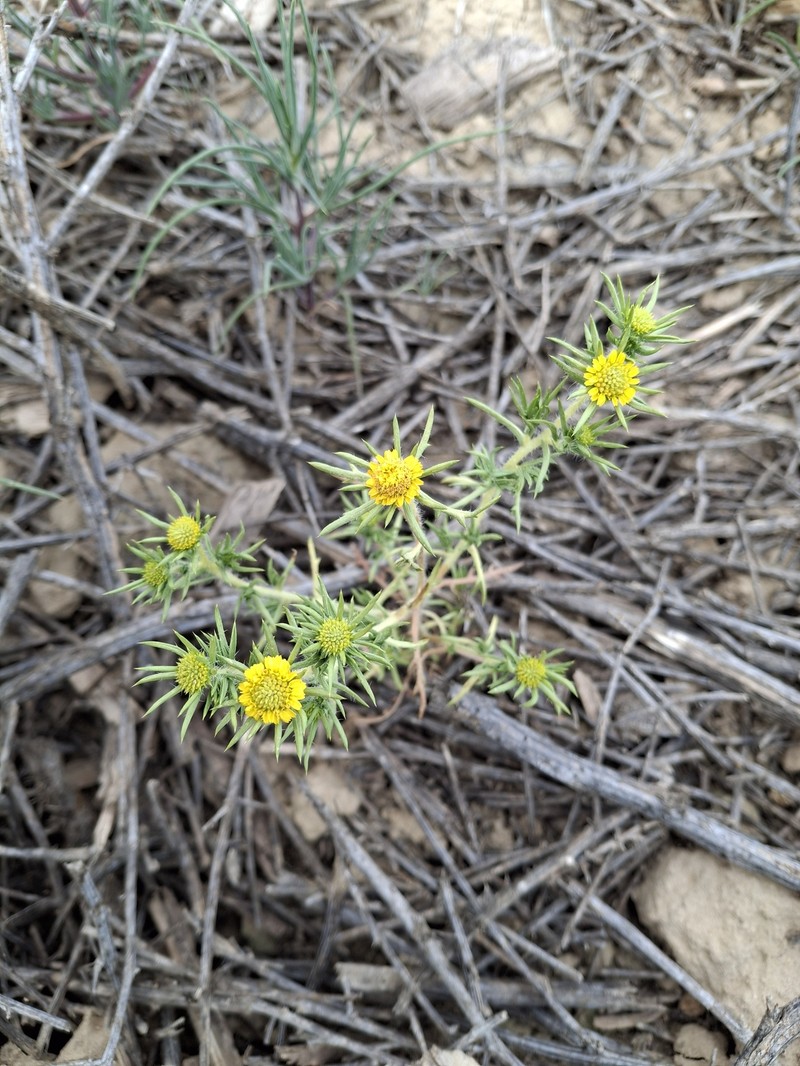 Centromadia pungens subsp. pungens