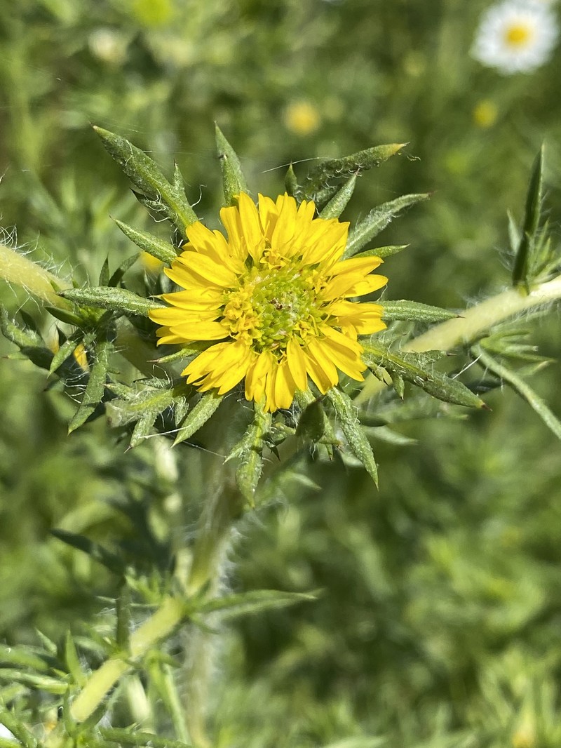Centromadia pungens subsp. pungens photo 2