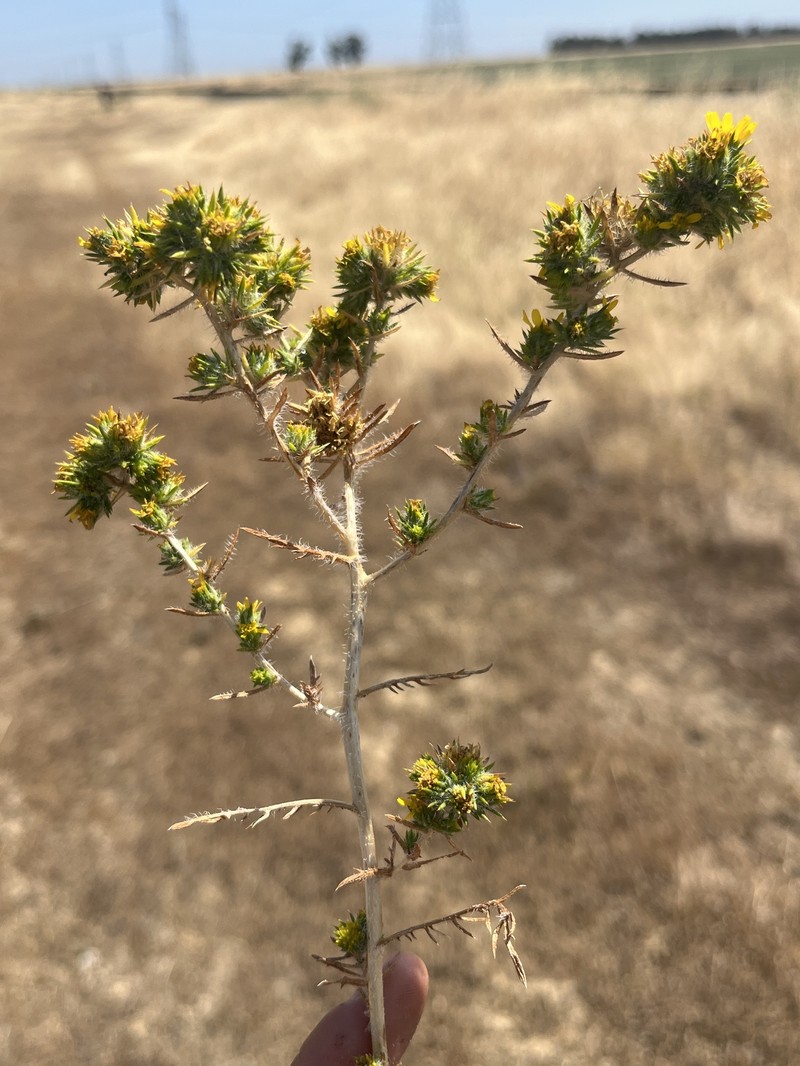 Centromadia pungens subsp. pungens photo 3