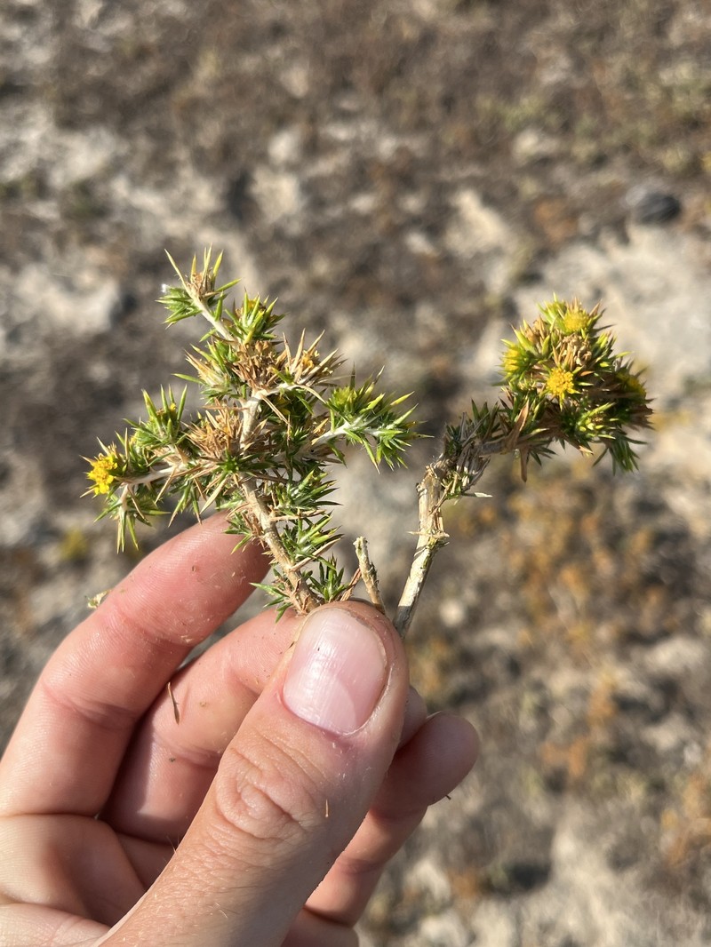 Centromadia pungens subsp. pungens photo 4