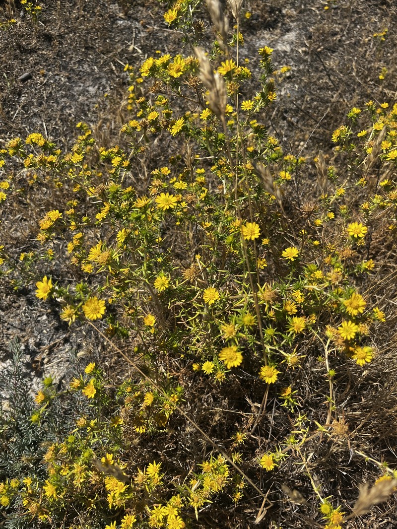 Centromadia pungens subsp. pungens photo 5