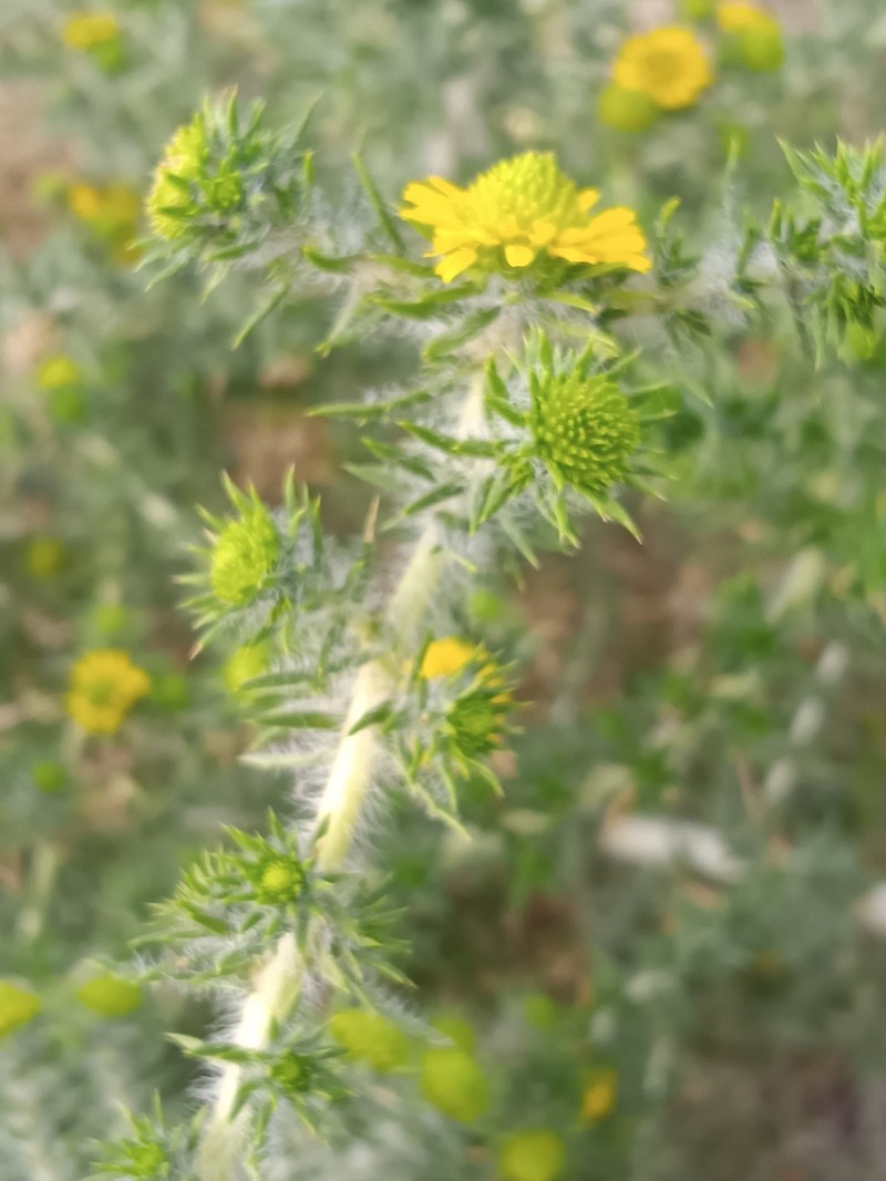 Centromadia pungens subsp. pungens photo 6