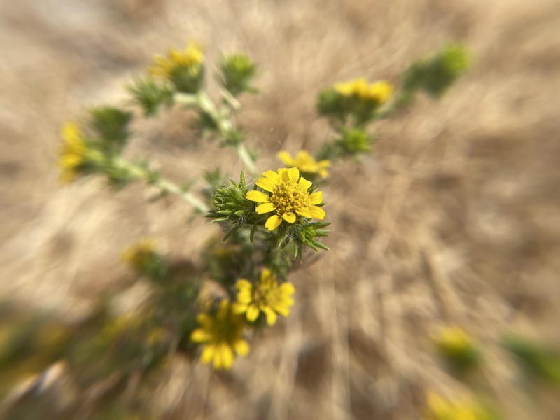Centromadia pungens subsp. pungens photo 7